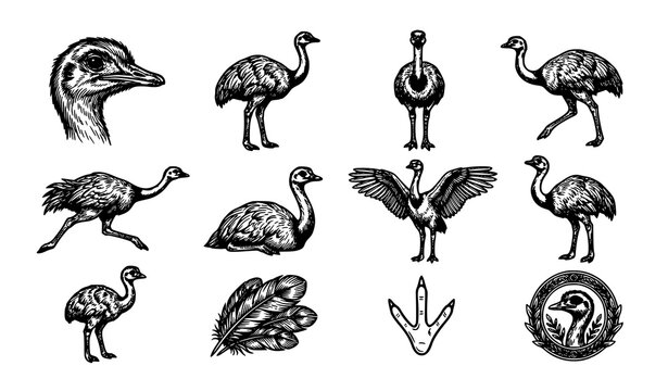 Vintage Rhea Bird Black Outline Vector Collection with Hand Drawn Engraving Style Wildlife Illustrations Isolated on White Background