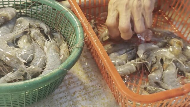 vendor hands sorting raw fresh prawns and transparent ice cubes between plastic baskets at a local seafood market stall targeting commercial seafood logistics restaurant supply chains and wholesale