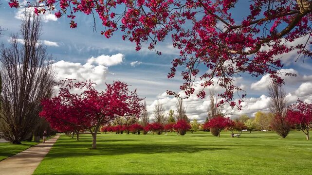 Ann Morrison Park Spring Landscape with Blooming Malus Trees and Clouds 4k Timelapse