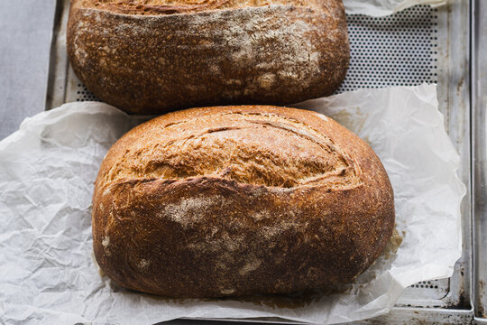 Freshly baked artisan sourdough bread made with a natural wheat starter displayed on a bakery counter. Rustic handcrafted loaves with crispy golden crust. Homemade baking concepts.