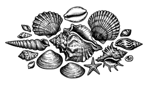 Summer Tropical Seashell Collection Engraved Vector Illustration Hand Drawn Beach Shells Vintage Black and White Isolated on White Background