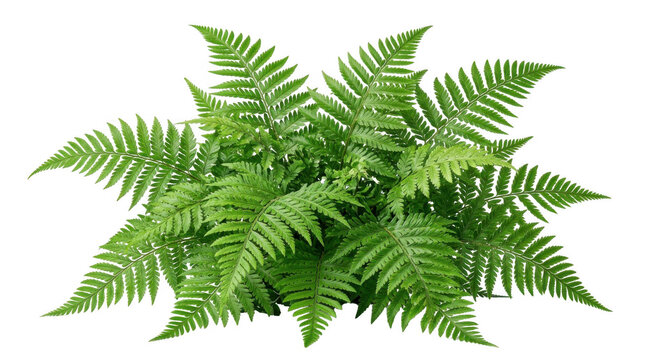 Lush green fern fronds spread outwards during bright studio lighting against a clean backdrop isolated on transparent background