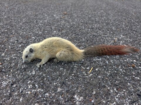 A white squirrel is lying on the road.