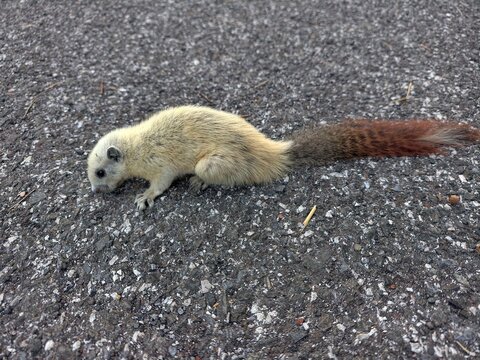 A white squirrel is lying on the road.