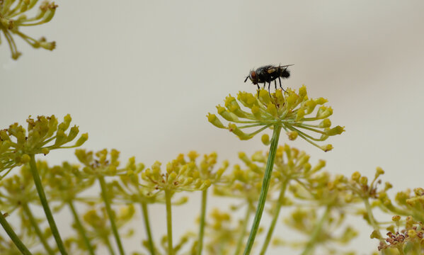 Mouche sur une fleur de fenouil en ombelle en plein &eacute;t&eacute;