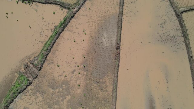 Aerial view of segmented agricultural fields with visible soil preparation and planted rows, bordered by green grass and pathways.