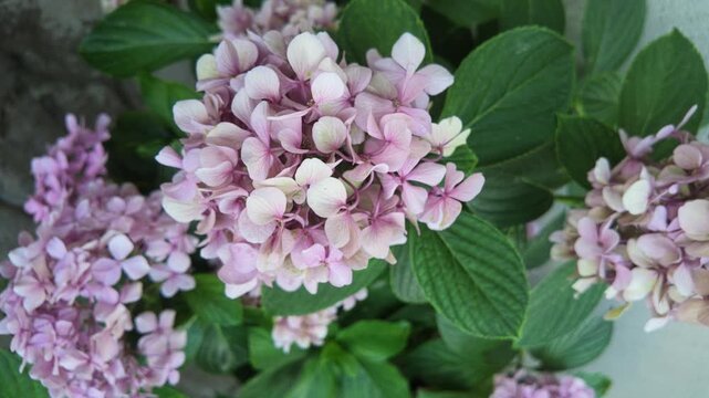 Close-up dynamic video with a creative spin and rotation effect over beautiful blooming pink hydrangea flowers and green foliage.