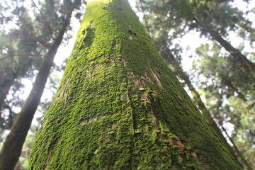 Fototapeta premium Moss Covered Tree Trunk in Forest Low Angle