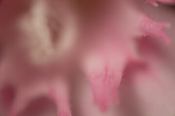 Fototapeta premium pink pflanze makro natur
