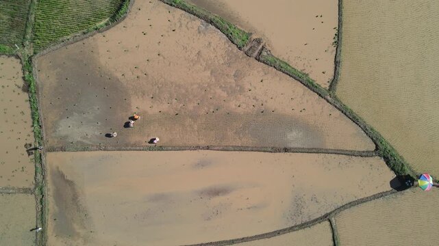 Aerial view of farmland with patches of dry soil and a few grazing animals scattered across the fields.