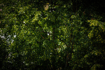 Fototapeta premium Dense green tree leaves and branches lit by sunlight, creating a natural foliage texture with shaded areas and organic detail.