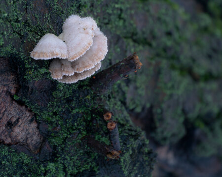 Botanical documentation of fuzzy saprophytic fungi colonizing moist bark 