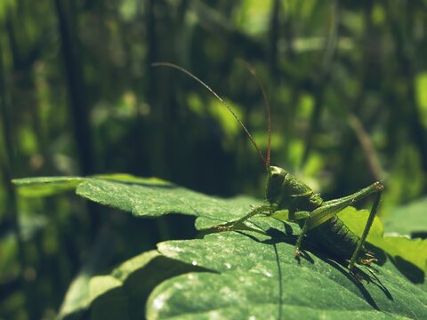 Green grasshopper sitting on a textured leaf under warm summer sunlight