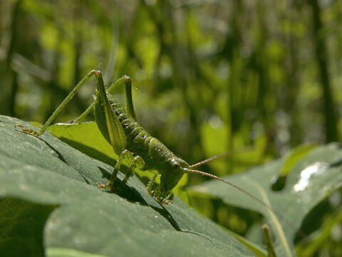 Wild bush cricket insect basking on a sunlit plant leaf