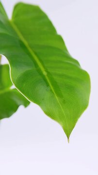 Close up of green leaf dropping clear liquid. Isolated on white background. Suitable for nature and freshness theme, botanical skincare concept.