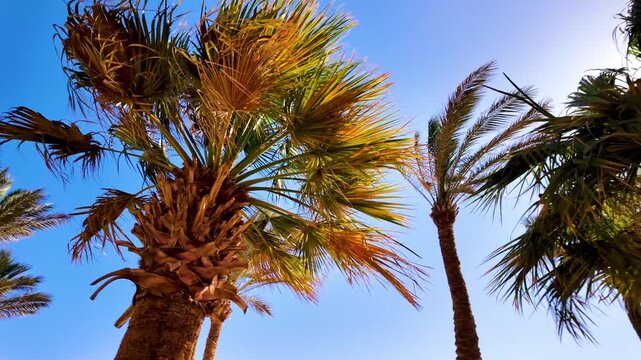 Panoramic slow motion view of the beautiful exotic palm trees on the beach on a windy sunny day and copy space for text