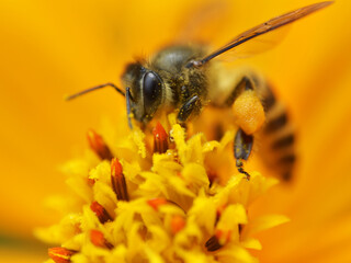 Honey bee collecting pollen on vibrant yellow flower macro close up