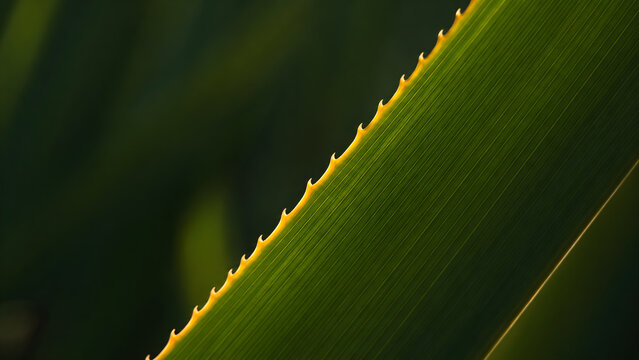 Macro view of sharp spines on a green screwpine leaf
