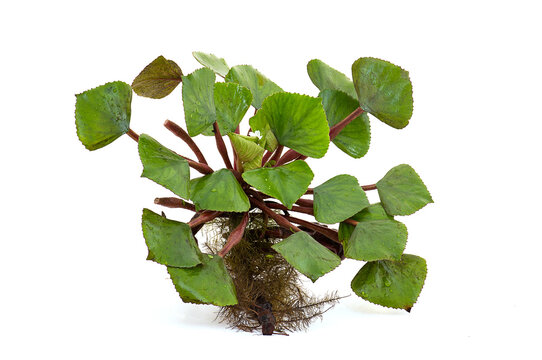 Water caltrops or Trapa bicornis Osbeck branch green leaves and fruits isolated on white background.