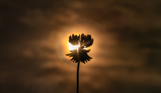 Kleebl&uuml;te im Gegenlicht
