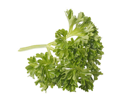 Curly Parsley is a leafy herb that grows like a small shrub isolated on a Transparent background