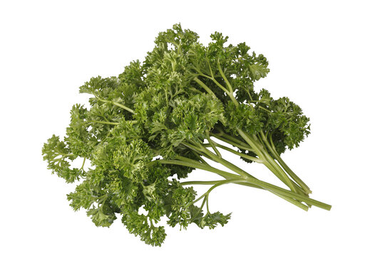 Curly Parsley is a leafy herb that grows like a small shrub isolated on a white background
