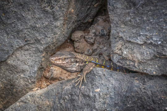 Gallotia galloti lizard peeking from volcanic rock wall creating a sharp focused wildlife portrait