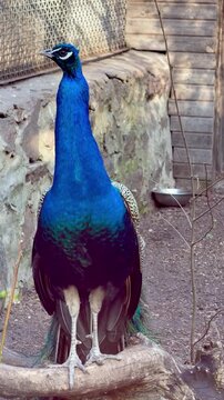 Indian peacock perched on a branch in a zoo enclosure