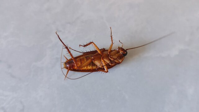 A close-up view of a cockroach lying on its back and twitching its legs after being sprayed with insecticide. Home pest control.