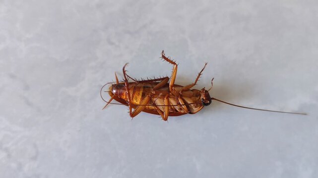 A cockroach lies sprawled on the floor after being sprayed with insecticide. Cockroach extermination in the home.