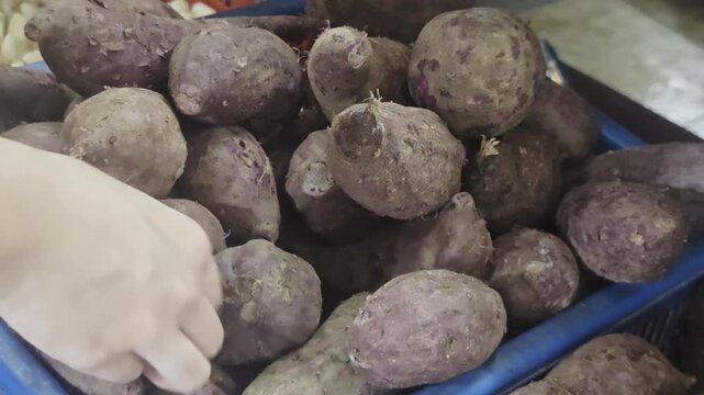 Close up of a consumer hand selecting and sorting fresh raw purple sweet potatoes from a pile in a plastic crate at a wet market stall capturing real life action targeting grocery retail marketing