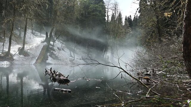A mystical mirrored lake with flooded logs and branches, thick fog over the water and a snow-covered wooded shore

