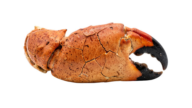 Crab claw with textured shell on transparent background
