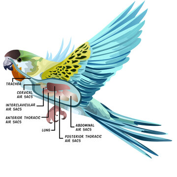 Budgerigar bird avian respiratory system vector diagram with air sacs trachea lungs airflows direction arrows isolated educational veterinary medicine science illustration