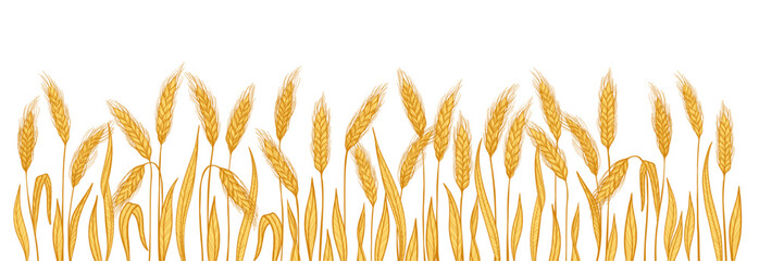Golden wheat ear background or banner. Cereal grain spikelet and stalk pattern for bakery bread beer packaging and organic label or frame design. Agriculture harvest farm template. Vector web banner © neliakott