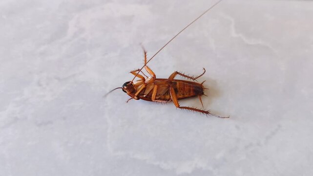 A close-up view of a cockroach lying on its back and twitching its legs after being sprayed with insecticide. Home pest control.