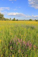 Fototapeta premium Vibrant meadow filled with blooming wildflowers under a clear blue sky