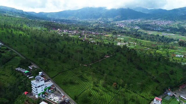 Aerial Drone View of Lush Green Tea Plantation in Indonesia