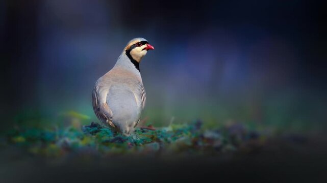 Chukar Partridge Standing in Nature &ndash; Cinematic Wildlife Video.