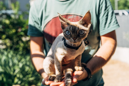 devon rex cat with large eyes held in arms outdoors in natural green setting on sunny day
