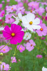 Fototapeta premium Vibrant Magenta Pink and White Cosmos Flowers Blooming in Autumn Field with Soft Blurred Background