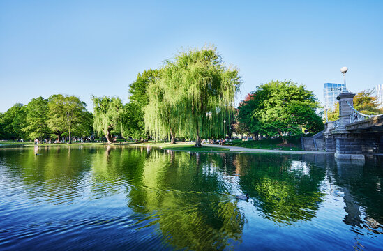 The central lagoon of the Boston Public Garden, a historic park in downtown Boston, Massachusetts, New England