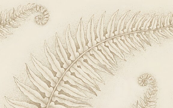 Vintage botanical illustration of fern fronds and fiddleheads