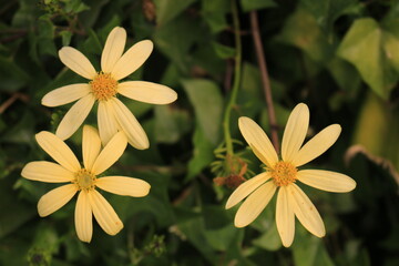 Fototapeta premium A close-up view of three vibrant yellow daisy-like flowers with smooth, elongated petals and bright orange-yellow centers, surrounded by lush green foliage. 