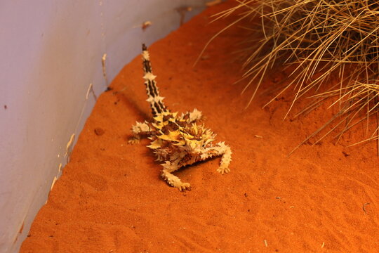 A striking close-up of a thorny devil lizard (Moloch horridus) resting on warm red desert sand, showcasing its distinctive spiky armor and natural camouflage. 