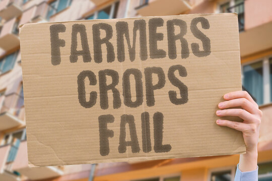"Farmers crops fail" Agricultural harvests are completely lost. HARVEST. LOST. AGRICULTURE. DROUGHT. CRISIS.