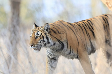 Bengal tiger is a population of the Panthera tigris tigris subspecies. It ranks among the largest of wild cats. It is distributed from India, southern Nepal, Bangladesh, Bhutan to Southwestern China. © feathercollector