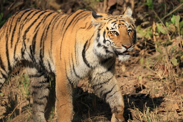 Obraz premium Bengal tiger is a population of the Panthera tigris tigris subspecies. It ranks among the largest of wild cats. It is distributed from India, southern Nepal, Bangladesh, Bhutan to Southwestern China.