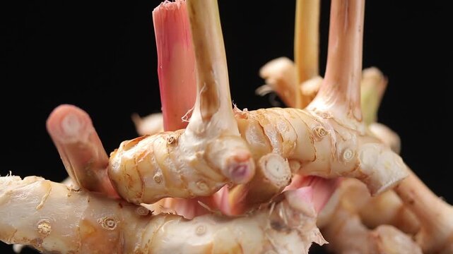 Pile of fresh raw young galangal roots slowly rotating on a black background.