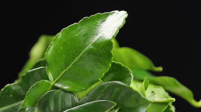 Pile of fresh kaffir lime leaves slowly rotating on a black background.